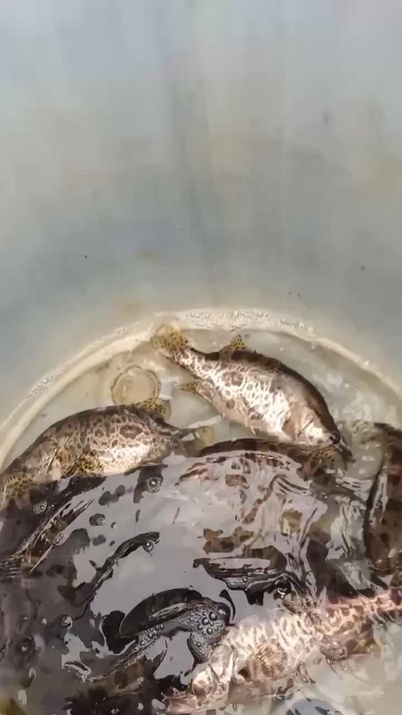 淡水桂鱼