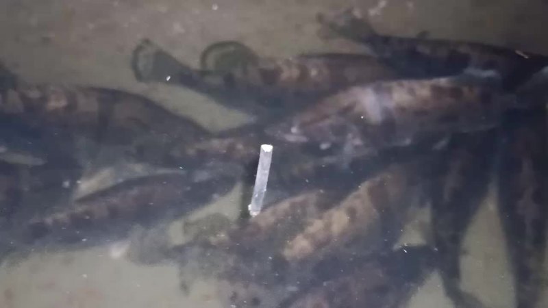 淡水桂鱼