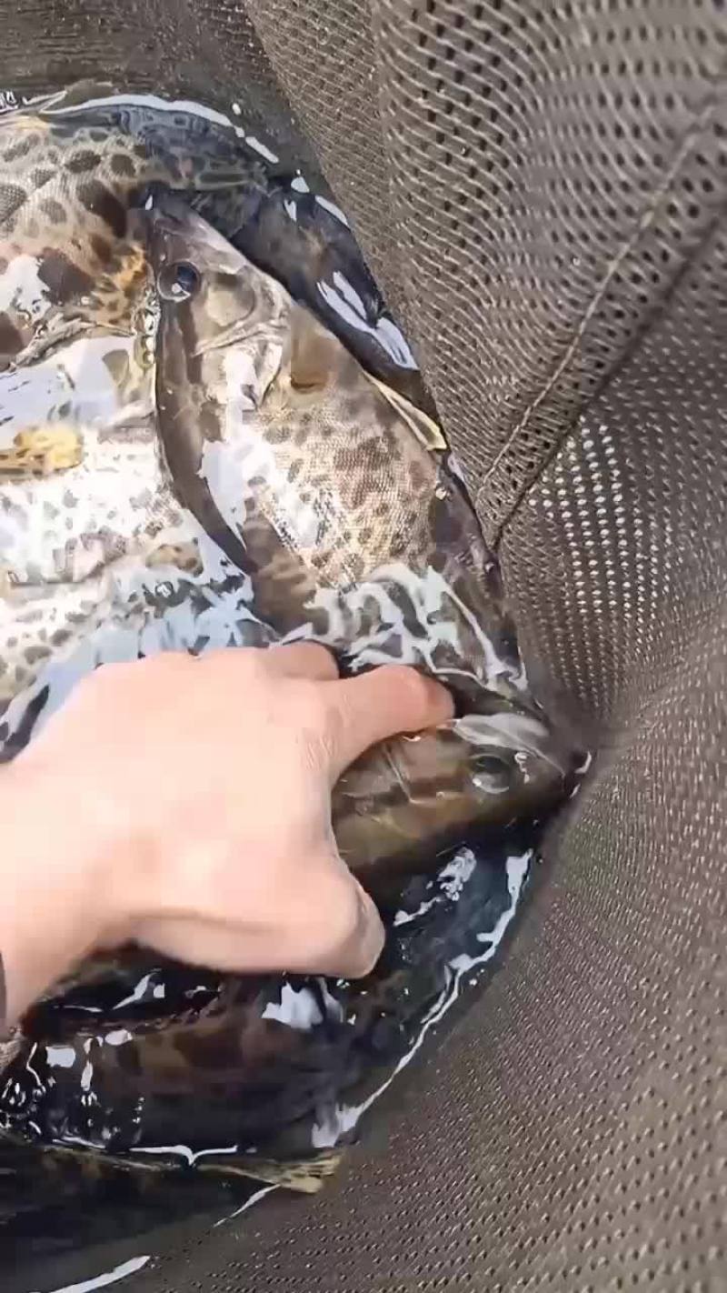 淡水桂鱼