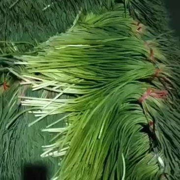 【推荐】精品蒜薹山东白帽蒜薹/产地直供/可支持视频看货