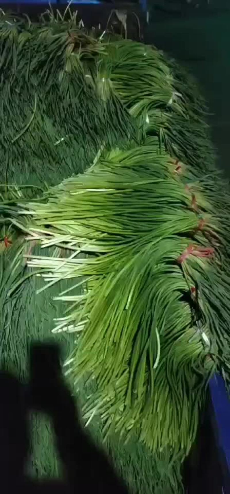 【推荐】精品蒜薹山东白帽蒜薹/产地直供/可支持视频看货