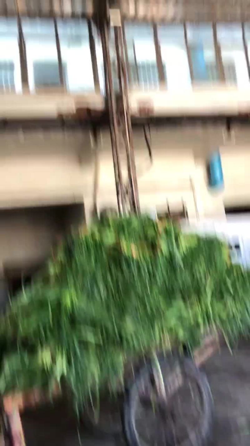 【推荐】精品蒜薹山东白帽蒜薹/产地直供/可支持视频看货