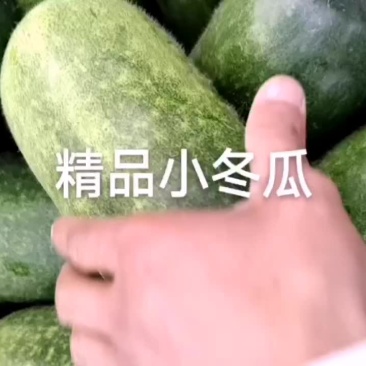 小冬瓜