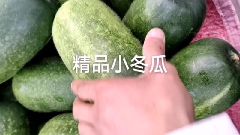 小冬瓜