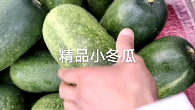 小冬瓜
