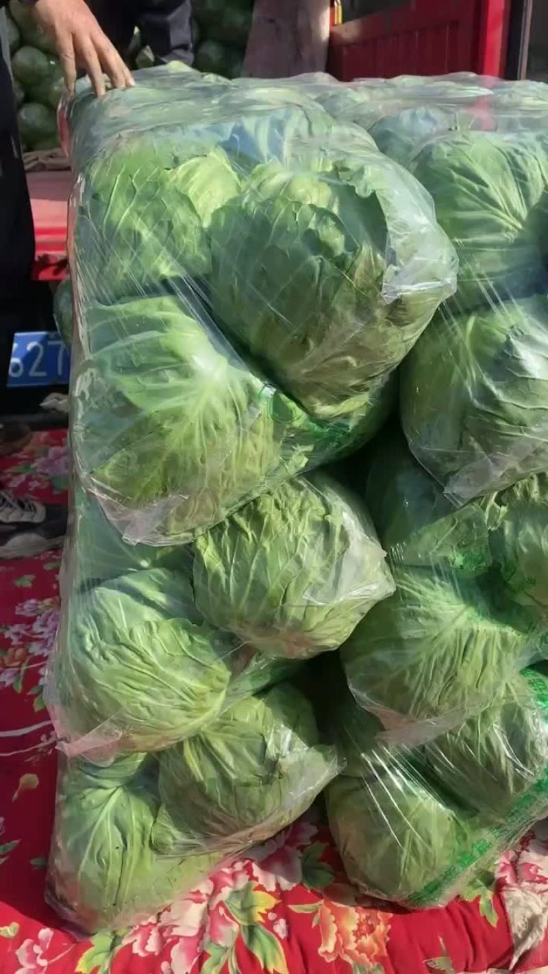 河北邯郸甘蓝大量上市，产地直销，大量现货，质量保证，
