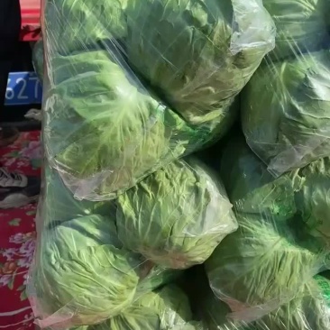 河北邯郸甘蓝大量上市，产地直销，大量现货，质量保证，