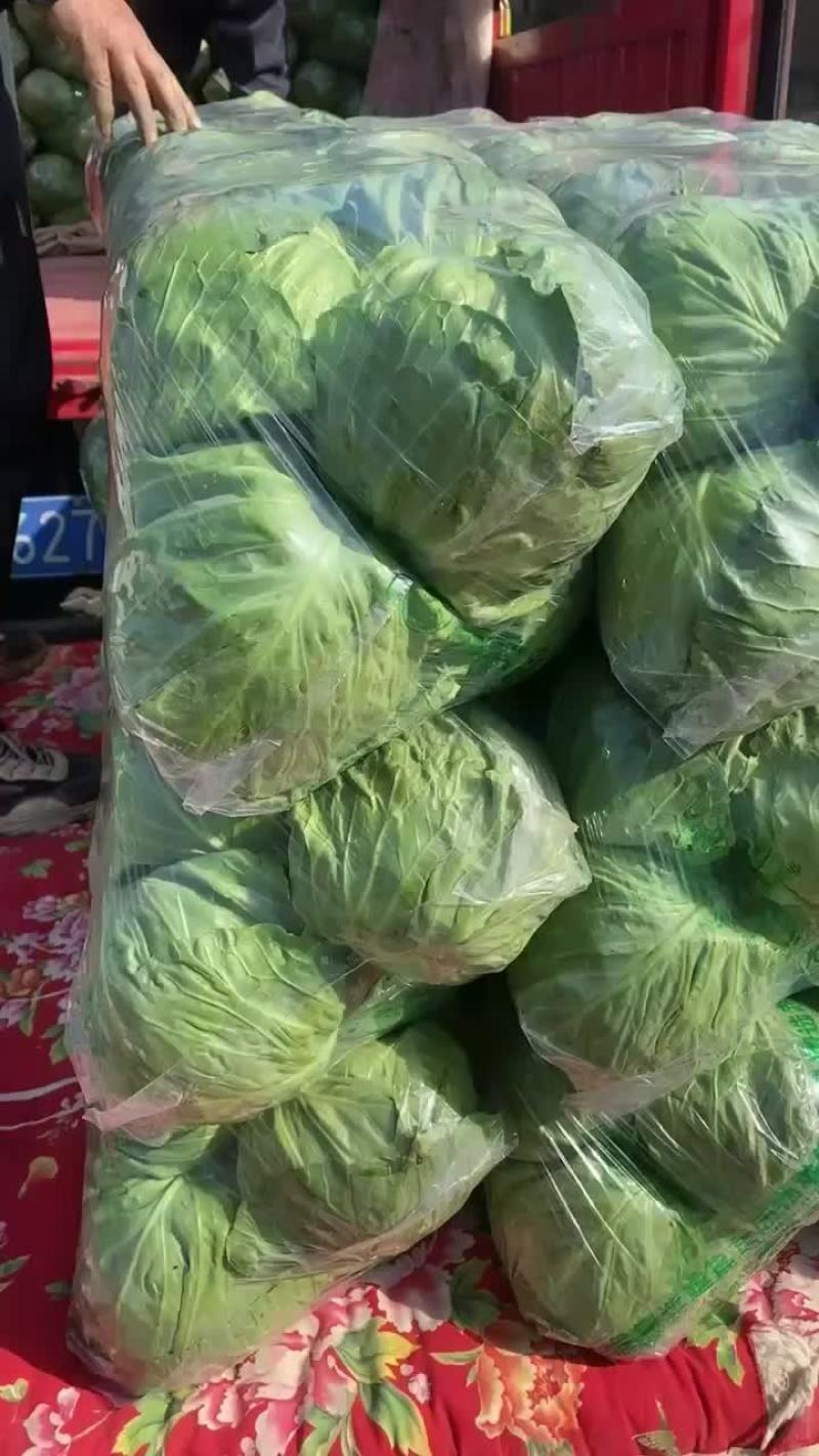 河北邯郸甘蓝大量上市，产地直销，大量现货，质量保证，
