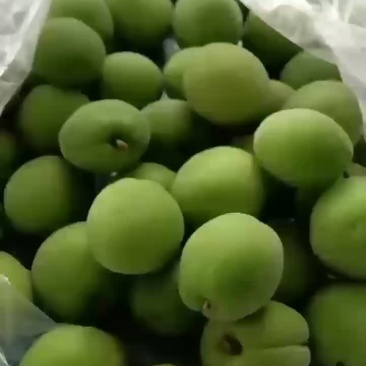 大量青梅