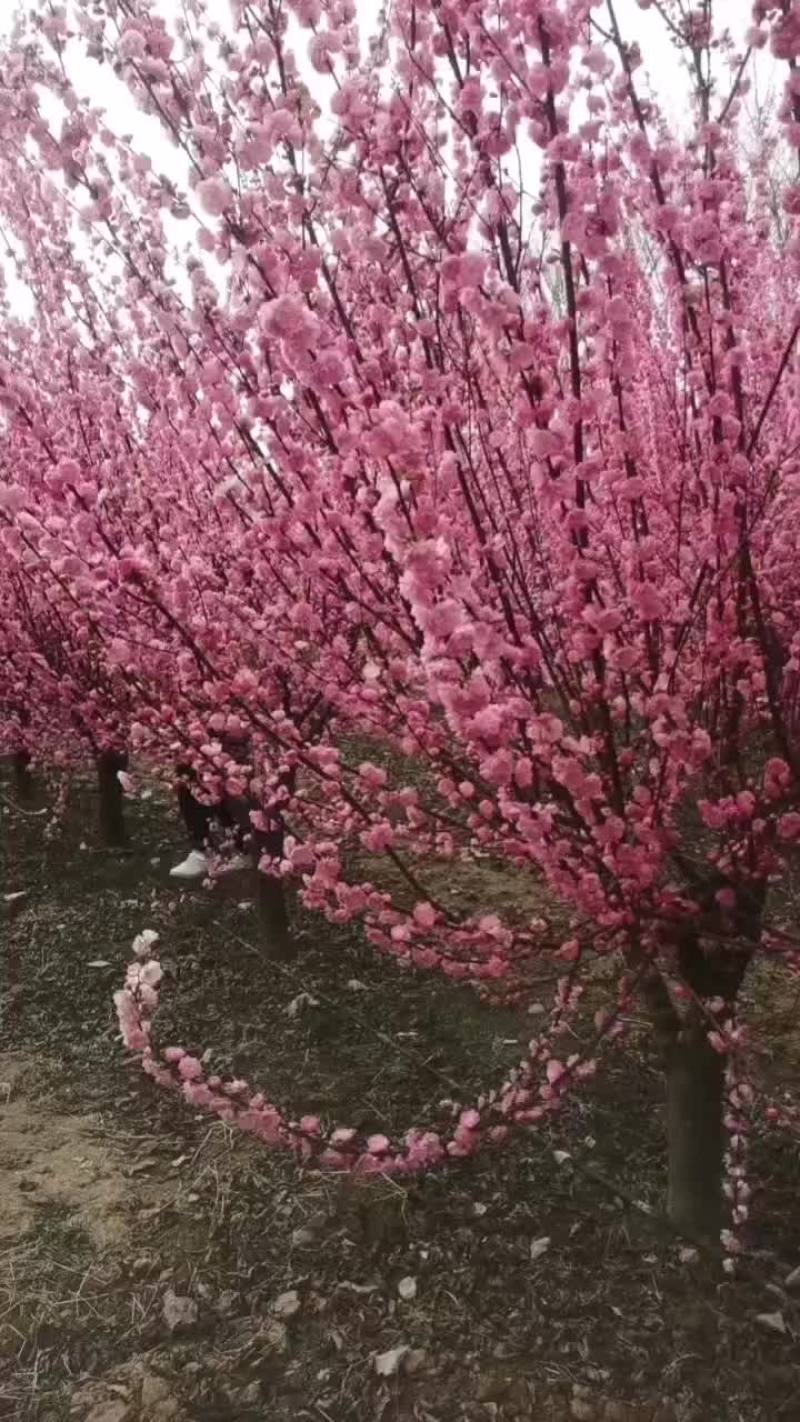 榆叶梅