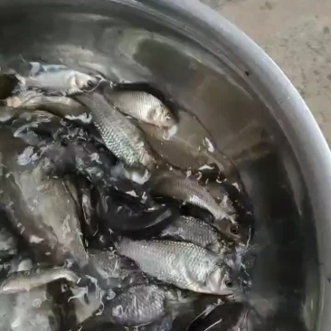鲫鱼苗子