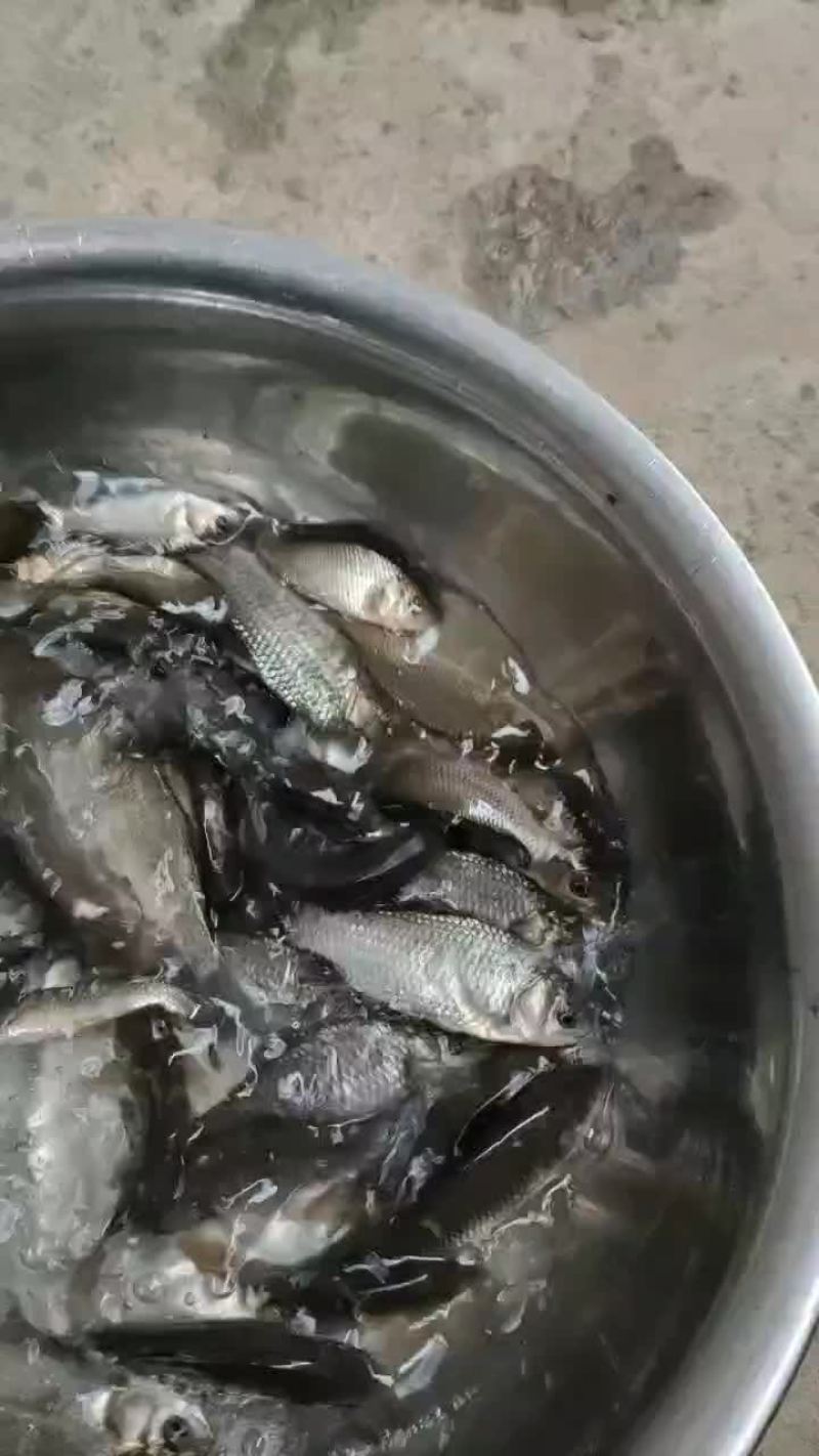 鲫鱼苗子