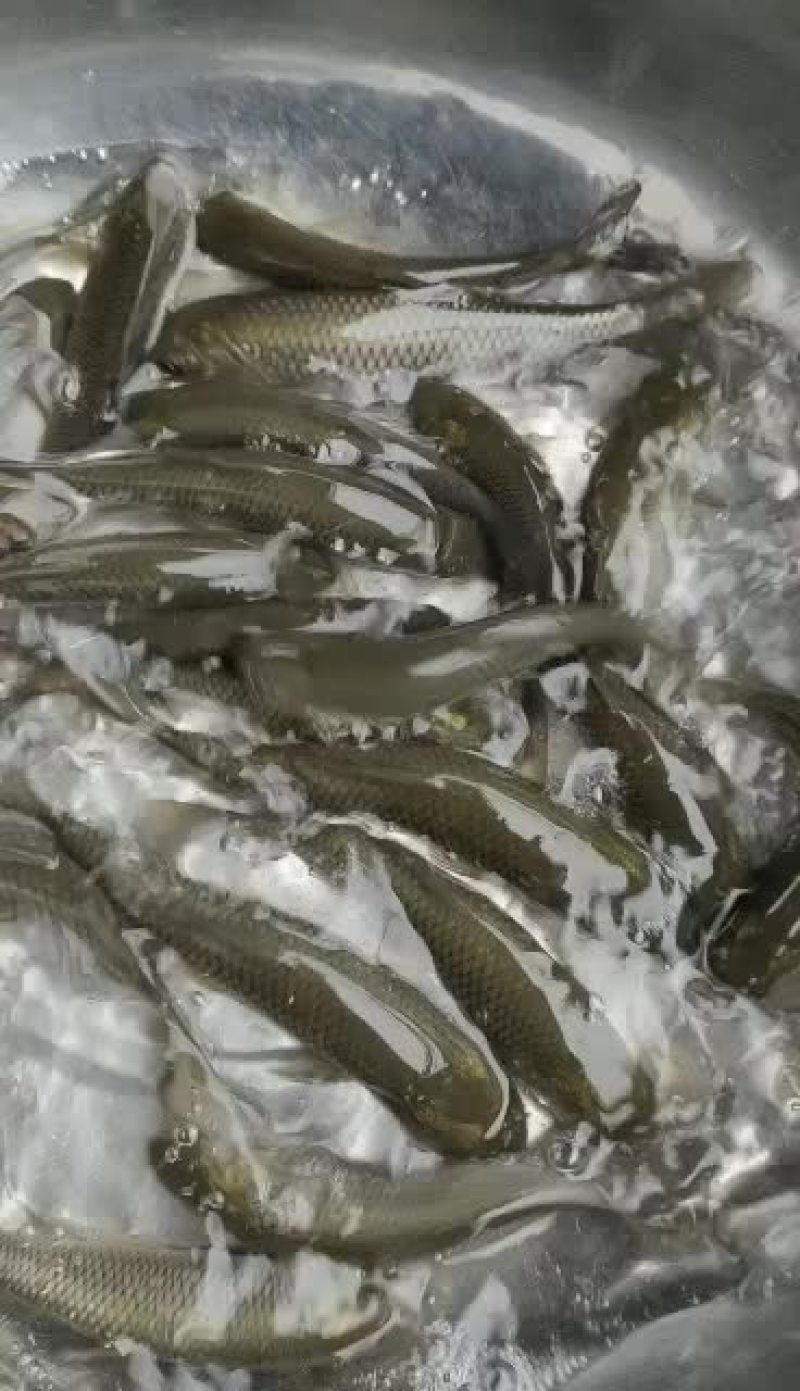 鲫鱼苗子