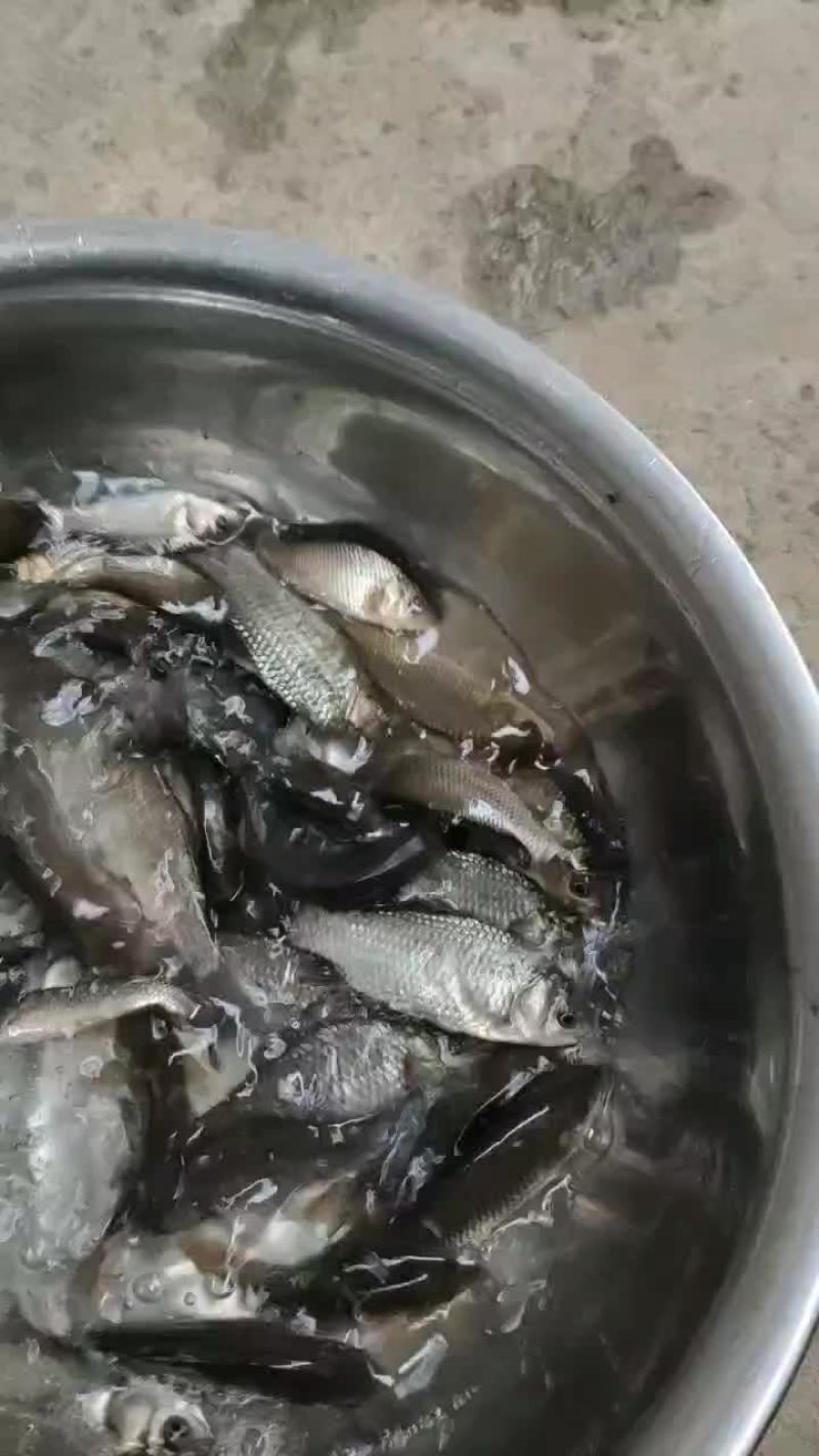 鲫鱼苗子