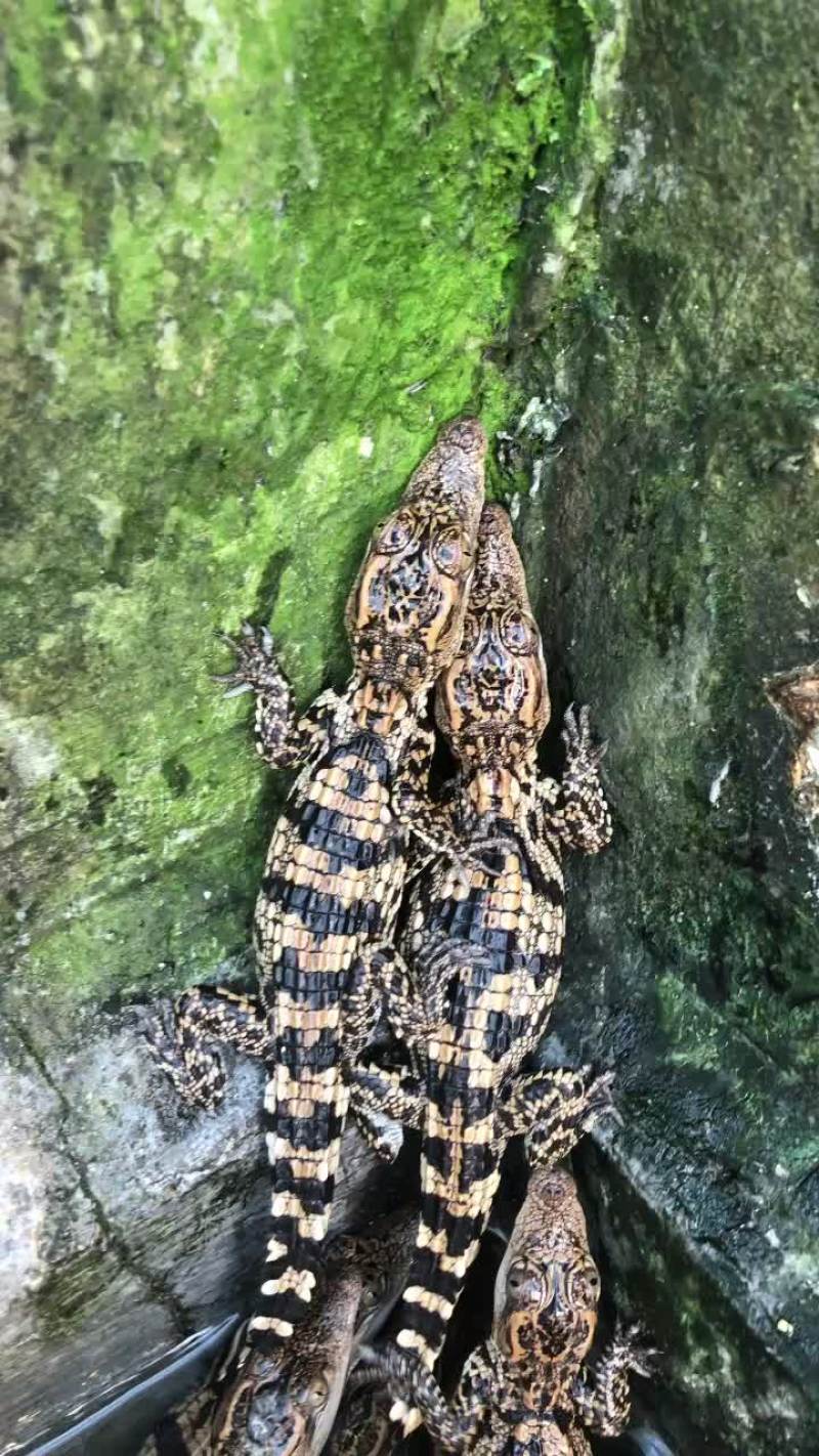 鳄鱼苗鳄鱼幼崽苗活体暹罗鳄尼罗鳄湾鳄大量供应