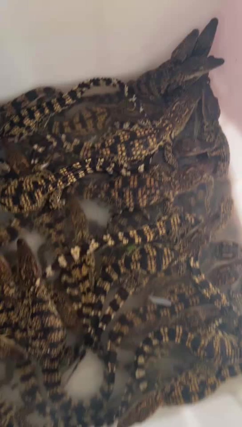 鳄鱼苗鳄鱼幼崽苗活体暹罗鳄尼罗鳄湾鳄大量供应