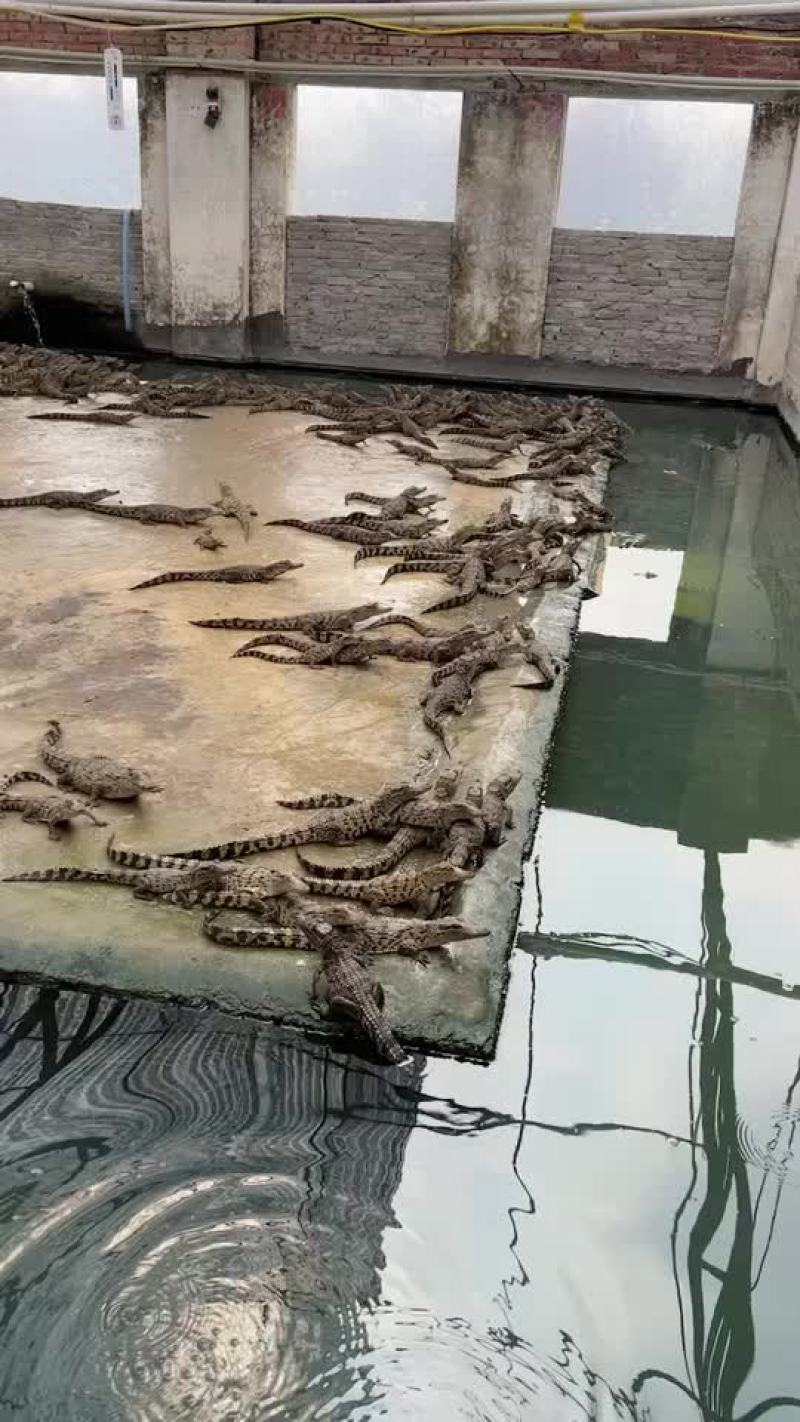 鳄鱼苗鳄鱼幼崽苗活体暹罗鳄尼罗鳄湾鳄大量供应