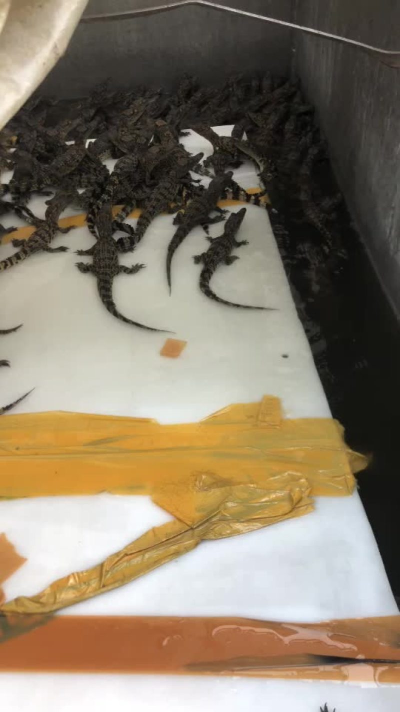 鳄鱼苗鳄鱼幼崽苗活体暹罗鳄尼罗鳄湾鳄大量供应