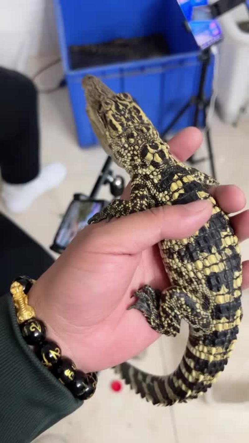 鳄鱼苗鳄鱼幼崽苗活体暹罗鳄尼罗鳄湾鳄大量供应