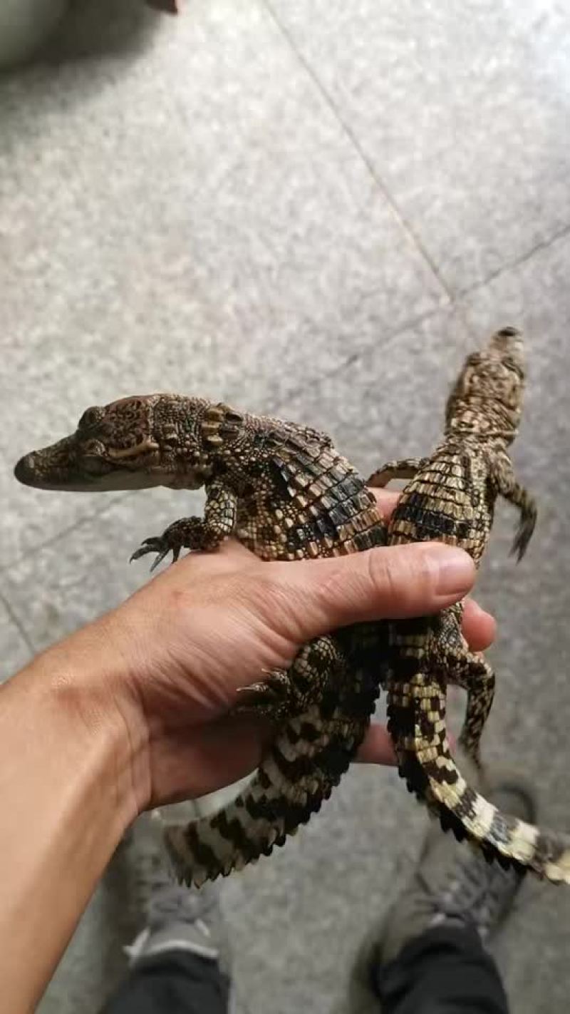 鳄鱼苗鳄鱼幼崽苗活体暹罗鳄尼罗鳄湾鳄大量供应