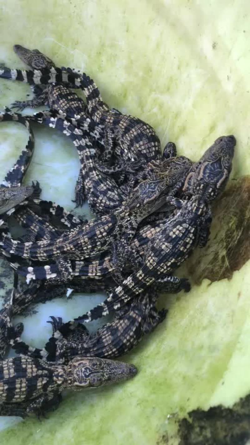 鳄鱼苗鳄鱼幼崽苗活体暹罗鳄尼罗鳄湾鳄大量供应