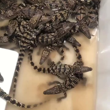 鳄鱼苗鳄鱼幼崽苗活体暹罗鳄尼罗鳄湾鳄大量供应