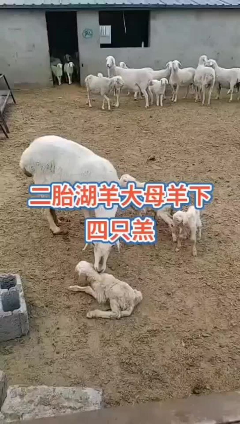 小尾寒羊，买十送一，包运输，包回收，担保成活，需要联系。