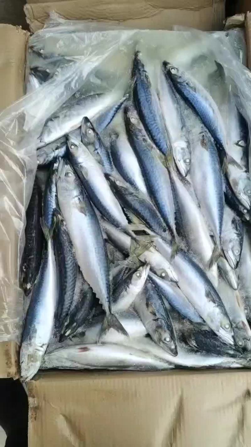 特价鲅鱼