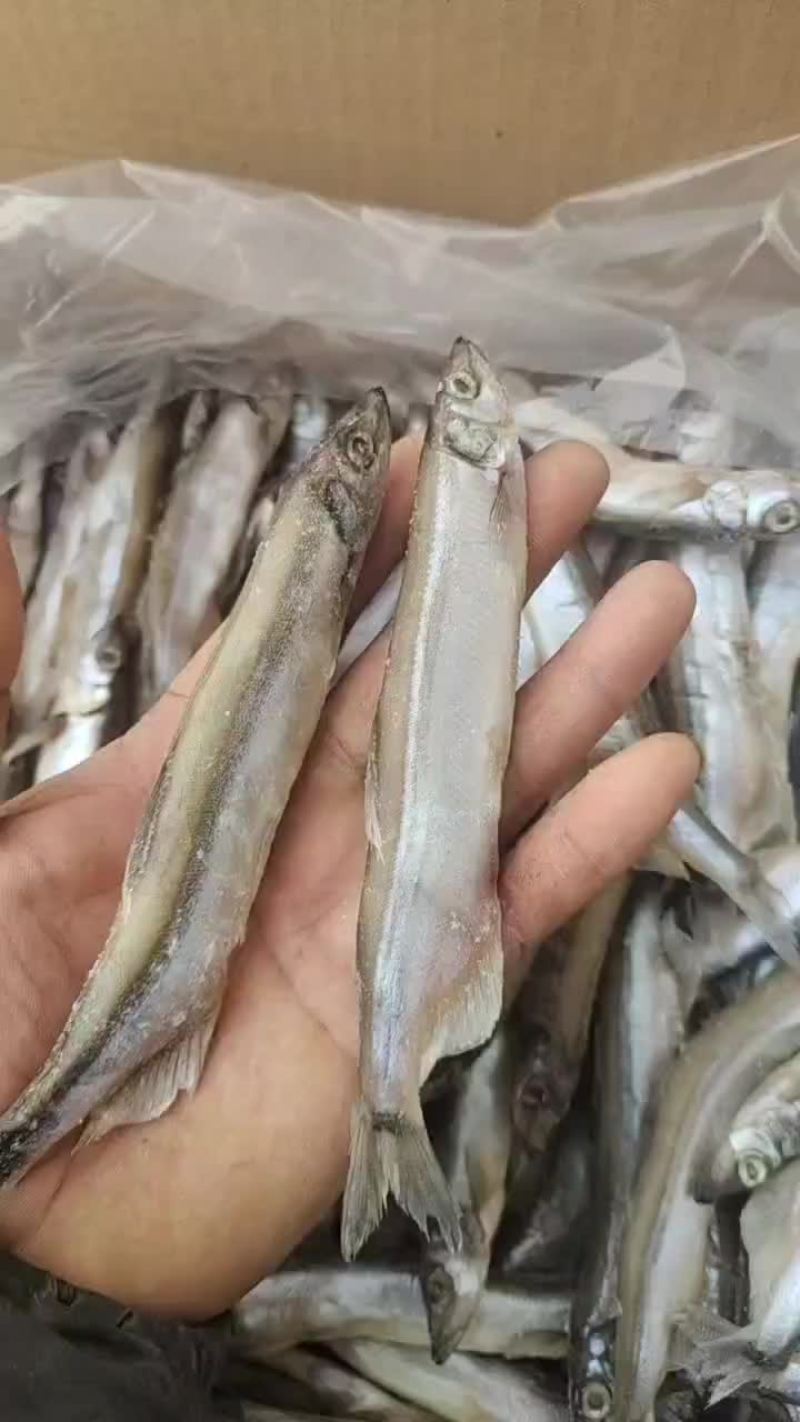 公体多春鱼