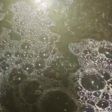 河虾