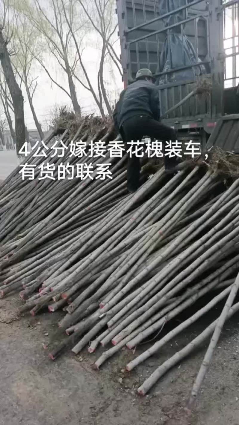 刺槐