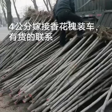 刺槐