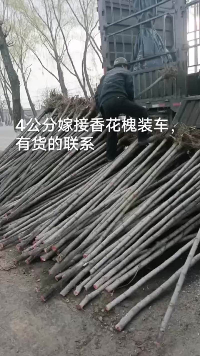 刺槐