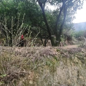 散养红毛大公鸡土鸡