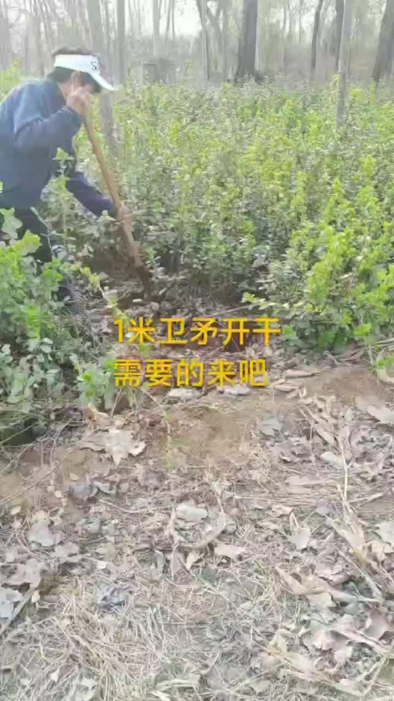 卫茅供应