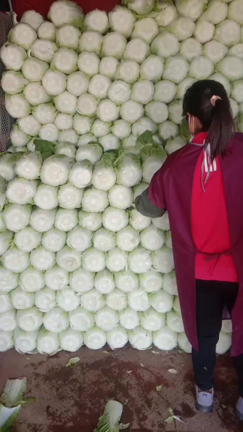 精品黄心大白菜