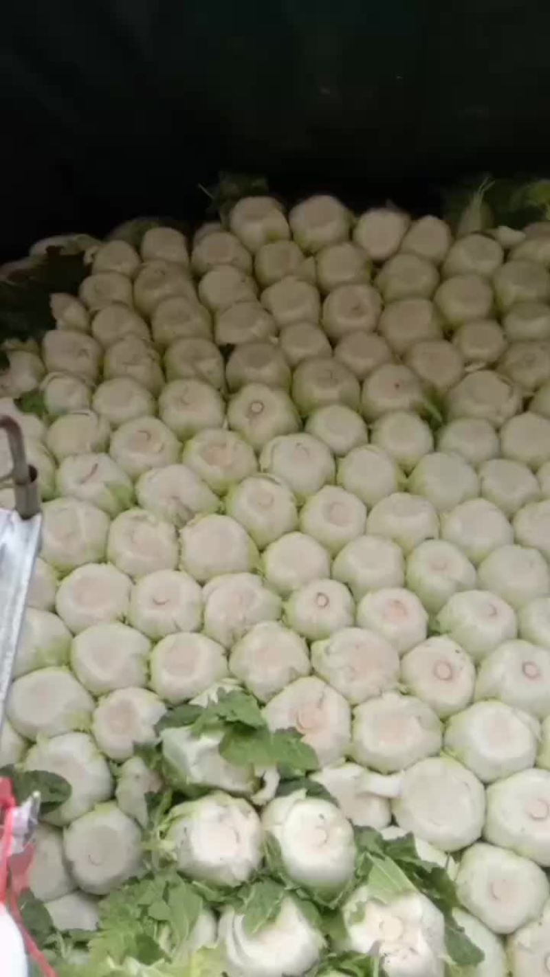 精品黄心大白菜