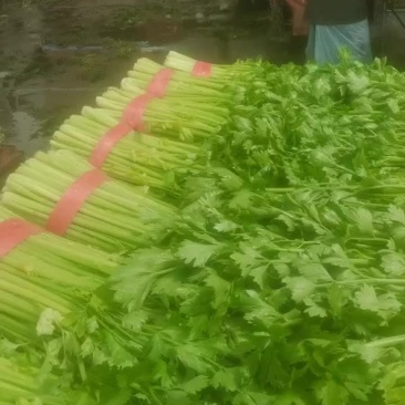 小西芹