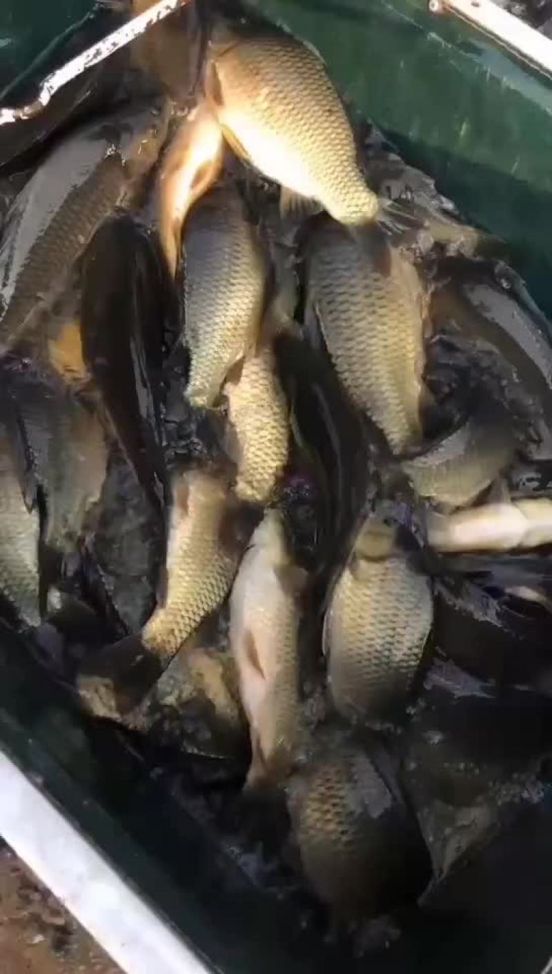 水库鲤鱼