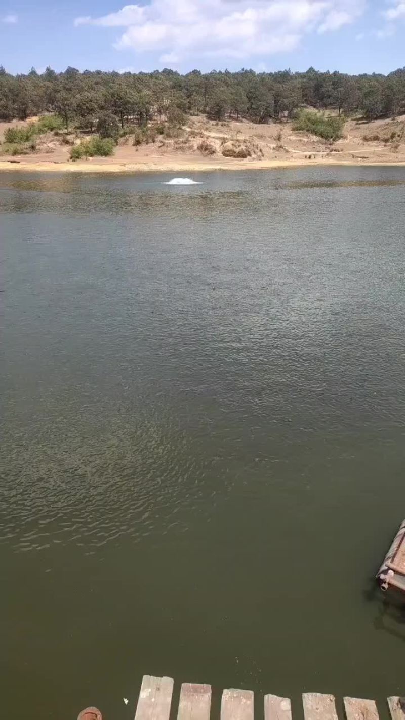 水库鲤鱼