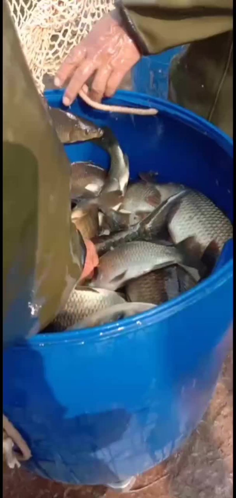 水库鲤鱼