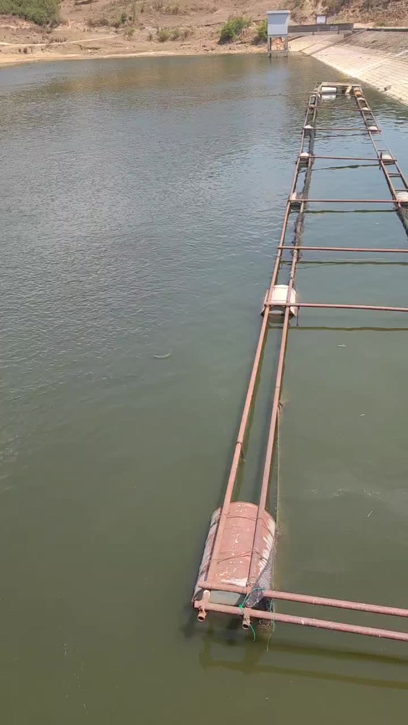 水库鲤鱼