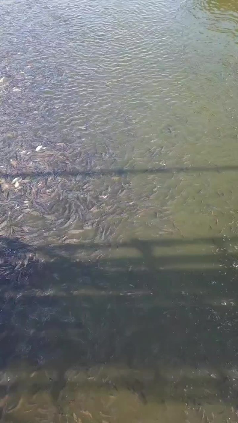 水库鲤鱼