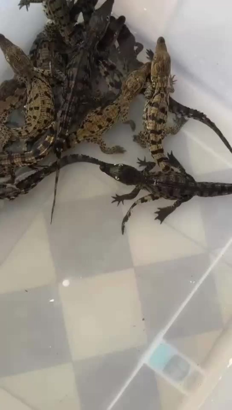 鳄鱼苗尼罗鳄幼崽苗活体鳄鱼苗大量供应各种规格均有