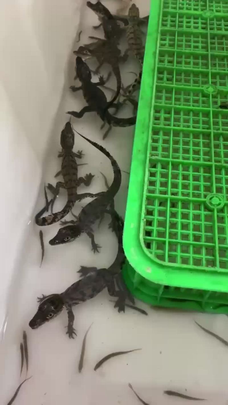 鳄鱼苗尼罗鳄幼崽苗活体鳄鱼苗大量供应各种规格均有
