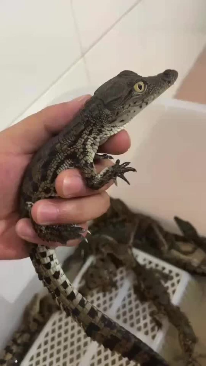 鳄鱼苗尼罗鳄幼崽苗活体鳄鱼苗大量供应各种规格均有