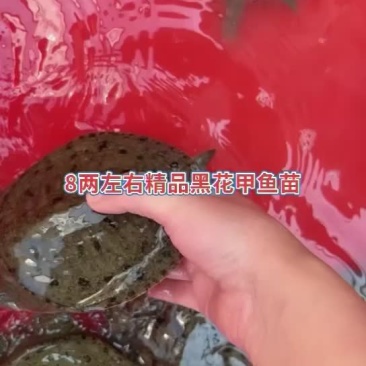 8两左右大小黑花甲鱼苗