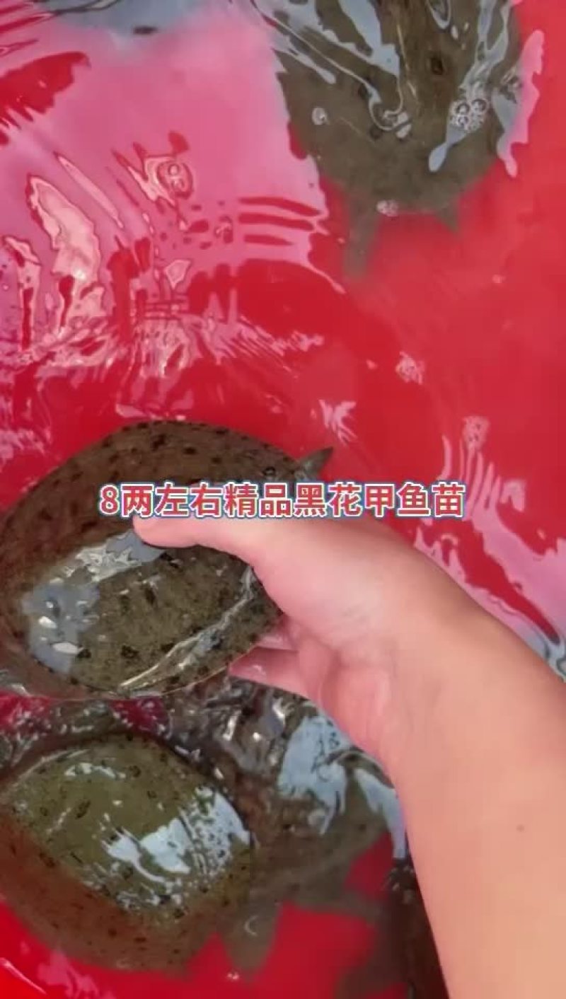 8两左右大小黑花甲鱼苗