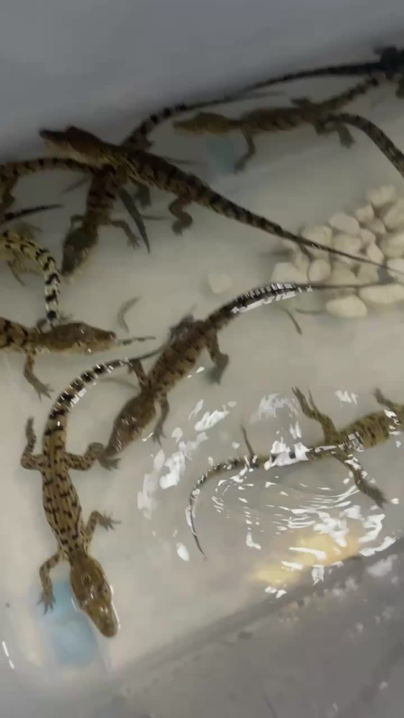 鳄鱼苗尼罗鳄幼崽苗活体鳄鱼苗大量供应各种规格均有