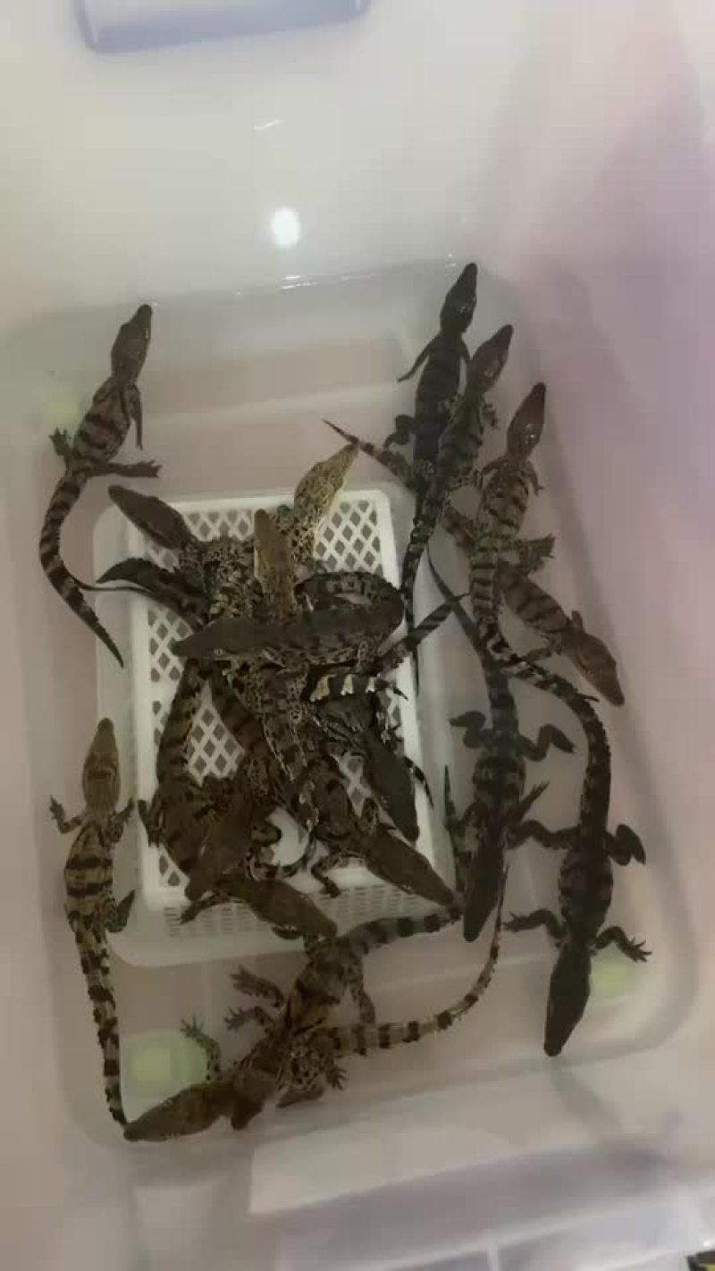 鳄鱼苗尼罗鳄幼崽苗活体鳄鱼苗大量供应各种规格均有